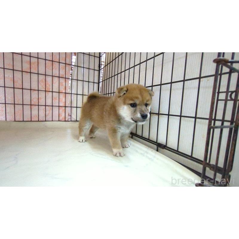 成約済の茨城県の柴犬-423530の2枚目