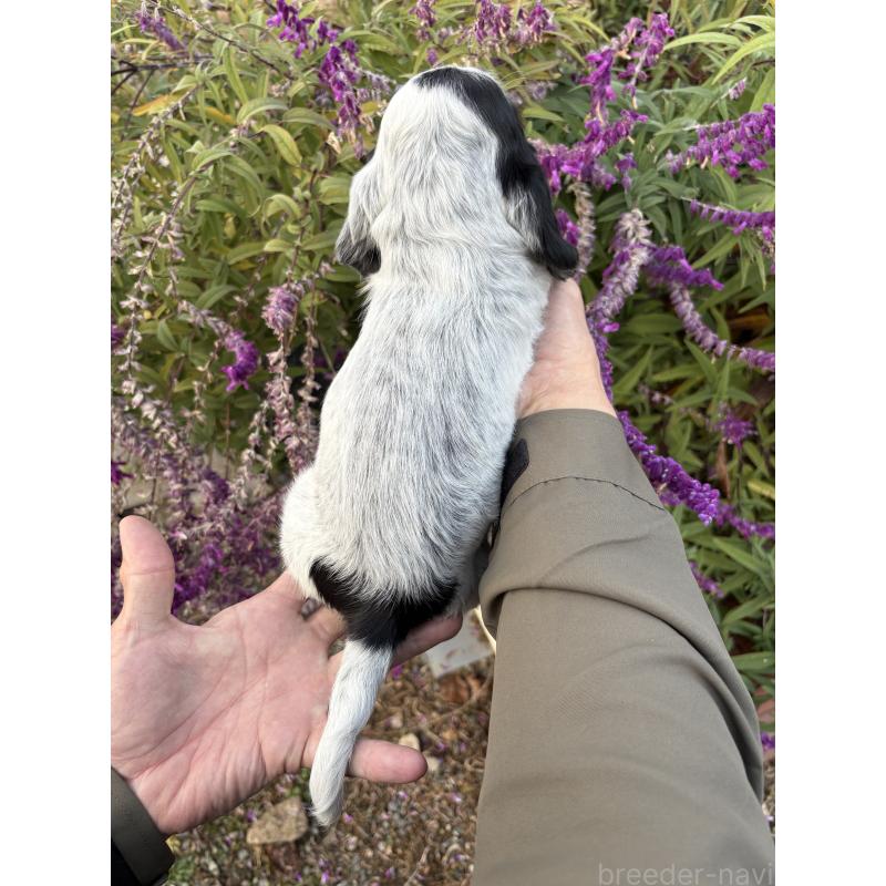 成約済の佐賀県のイングリッシュコッカースパニエル-427989の11枚目