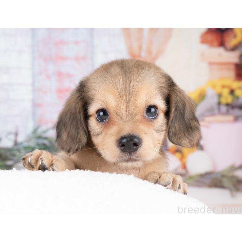 販売中の愛知県のチワックス:チワワ×ミニチュアダックスフンド-429110の5枚目