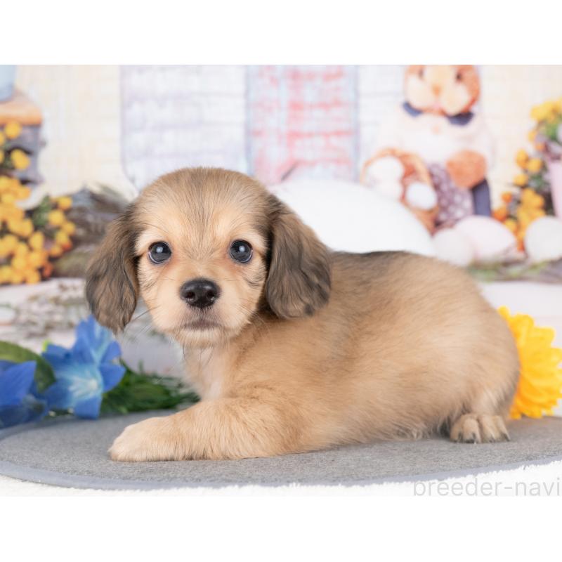 販売中の愛知県のチワックス:チワワ×ミニチュアダックスフンド-429110の4枚目