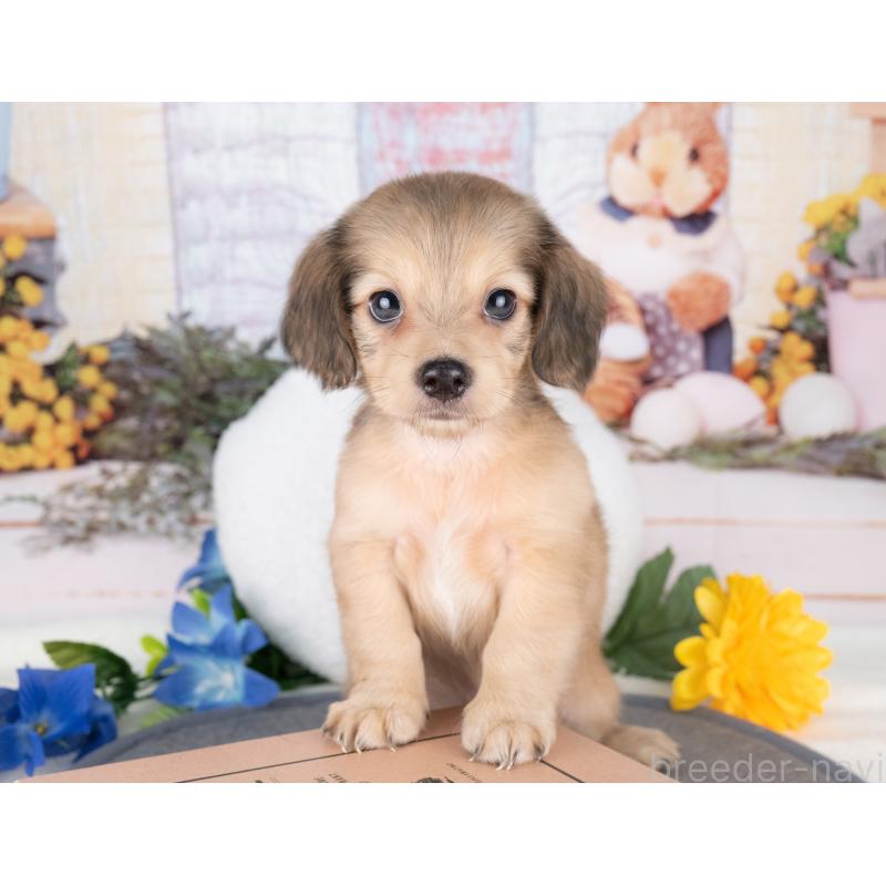 販売中の愛知県のチワックス:チワワ×ミニチュアダックスフンド-429110の3枚目