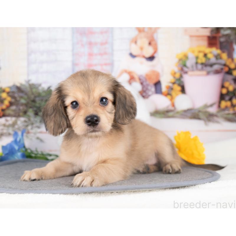 販売中の愛知県のチワックス:チワワ×ミニチュアダックスフンド-429110の2枚目