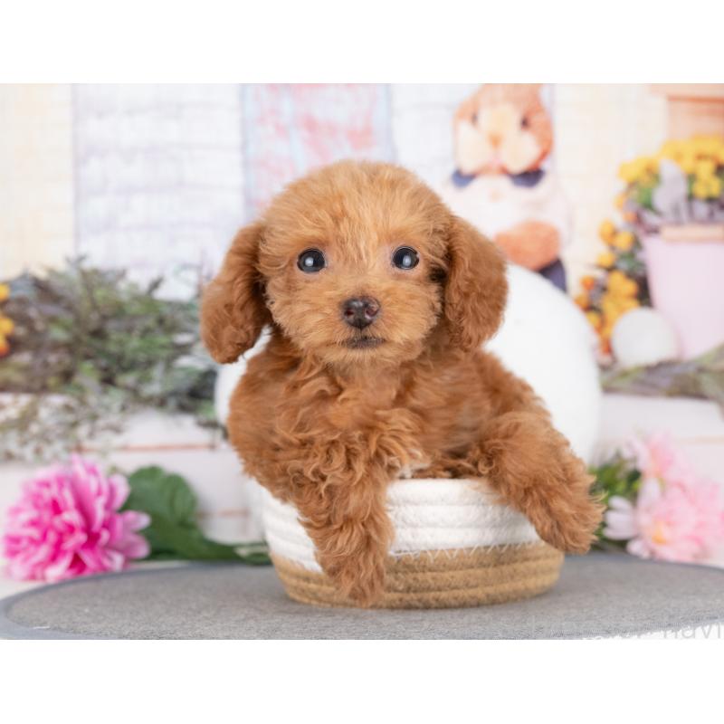 販売中の愛知県のトイプードル-429112の5枚目