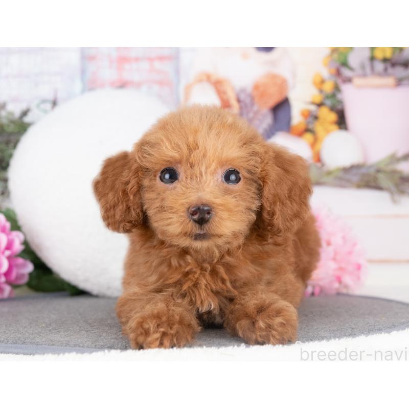 販売中の愛知県のトイプードル-429112の4枚目