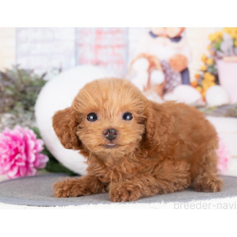 販売中の愛知県のトイプードル-429112の3枚目