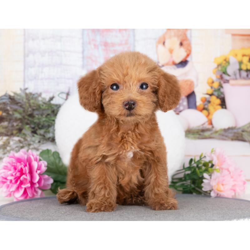 販売中の愛知県のトイプードル-429112の2枚目