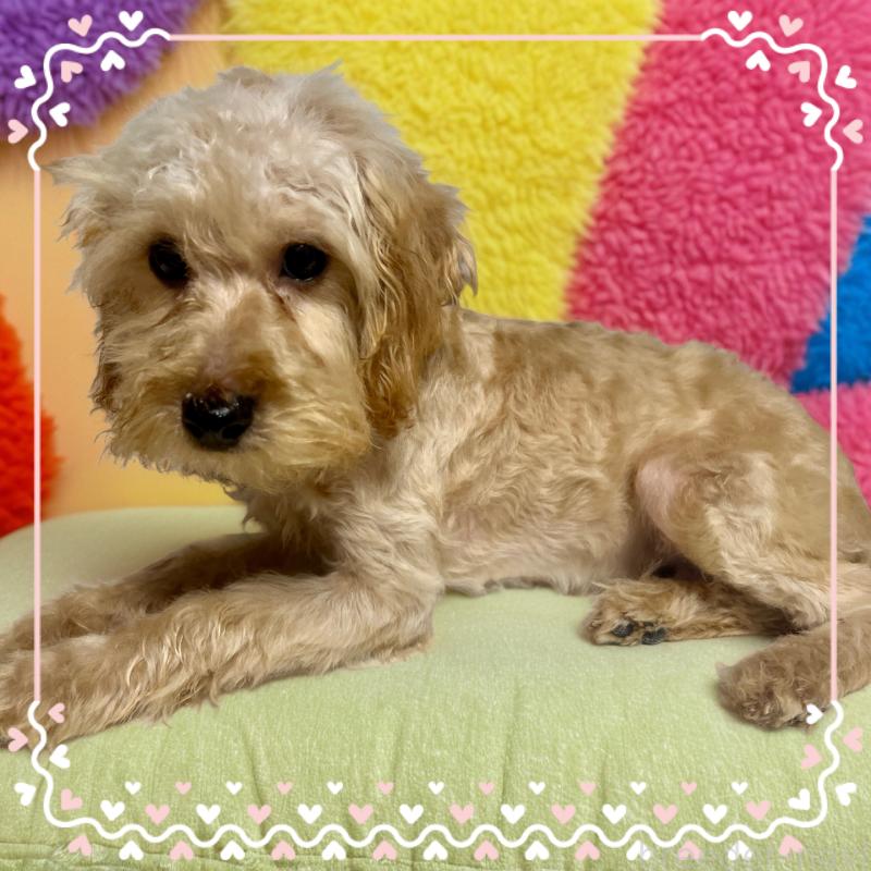 販売中の茨城県のトイプードル-429113