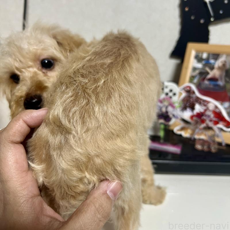 販売中の茨城県のトイプードル-429113の4枚目
