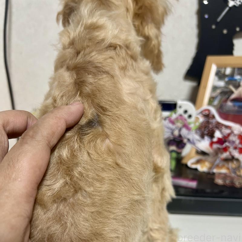 販売中の茨城県のトイプードル-429113の3枚目