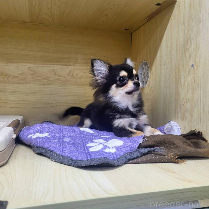 販売中の東京都のチワワ(ロングコート)-409399の7枚目