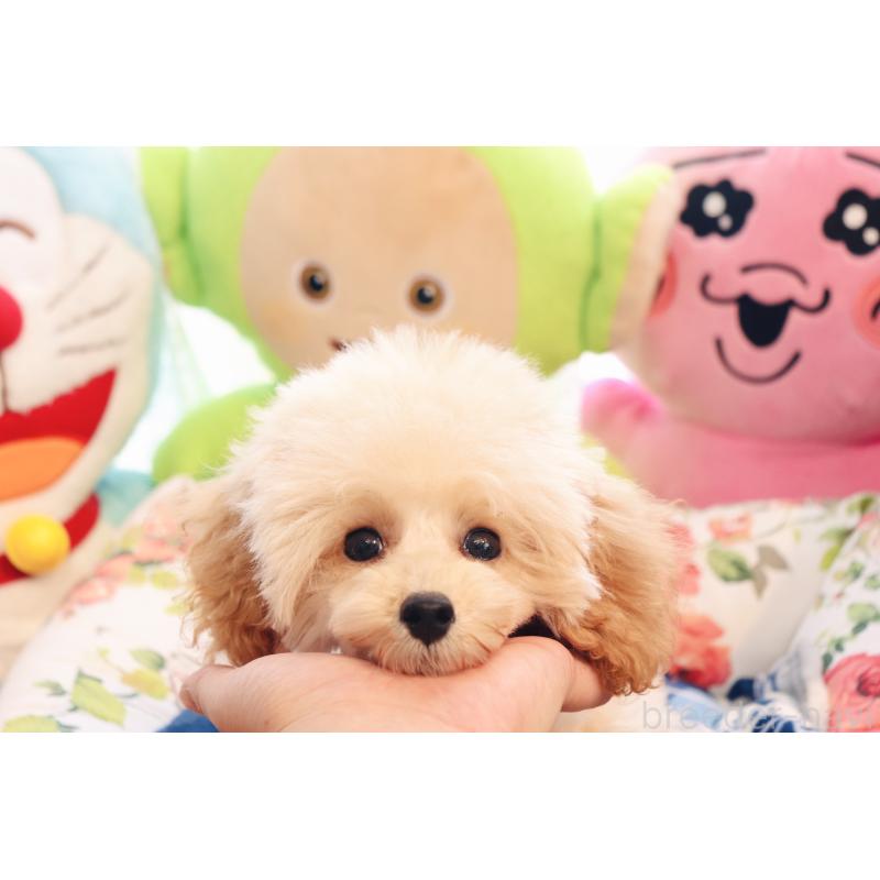 販売中の宮城県のティーカッププードル-423048