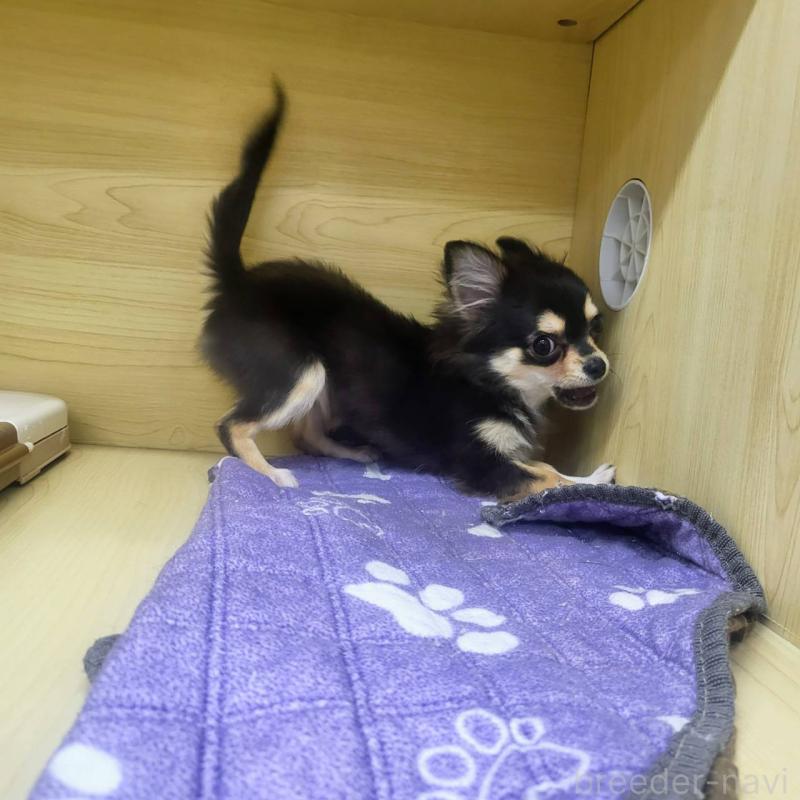 販売中の東京都のチワワ(ロングコート)-409399の6枚目