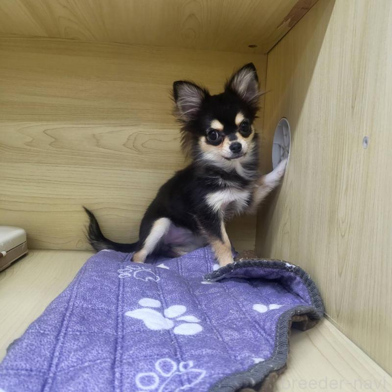 販売中の東京都のチワワ(ロングコート)-409399の5枚目