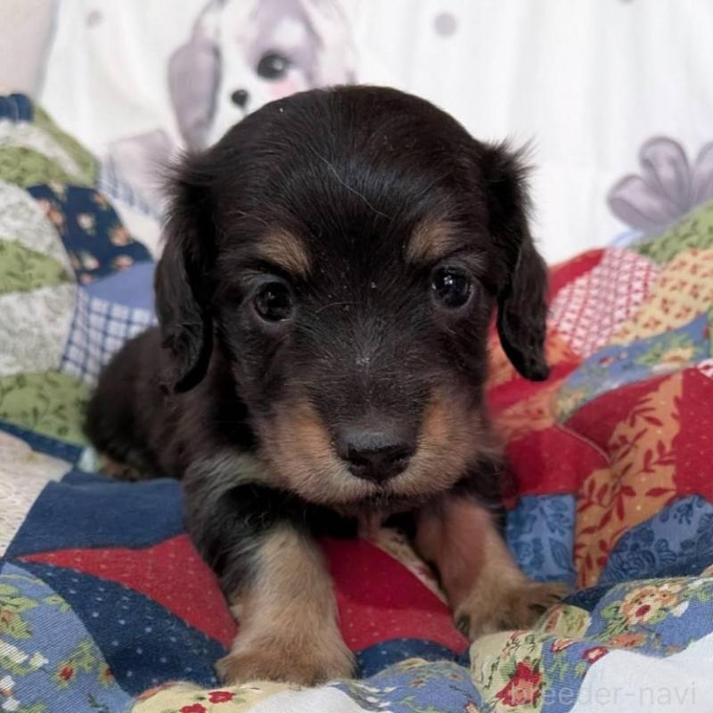 販売中の長野県のミニチュアダックスフンド(ロングヘアード)-429114の1枚目