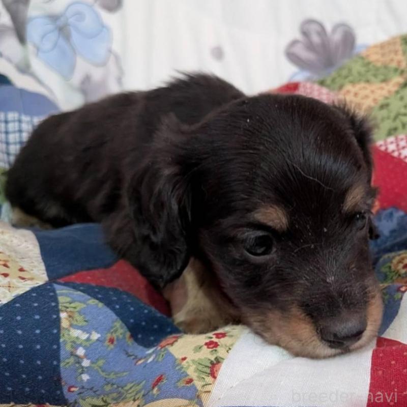 販売中の長野県のミニチュアダックスフンド(ロングヘアード)-429114の5枚目