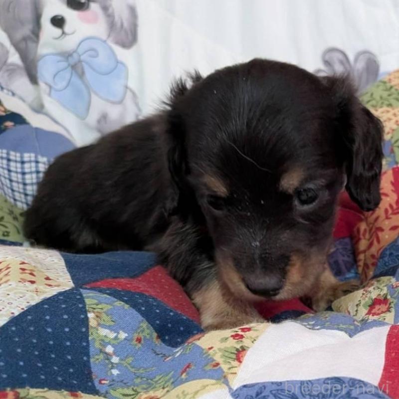 販売中の長野県のミニチュアダックスフンド(ロングヘアード)-429114の4枚目