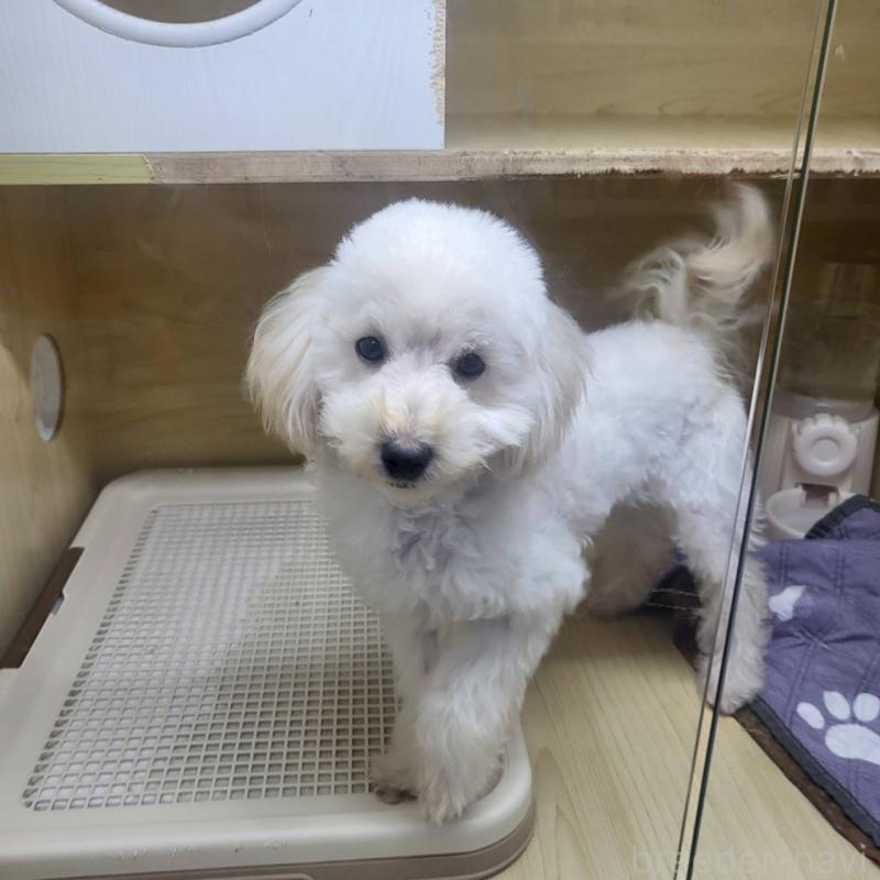 販売中の東京都のトイプードル-398433