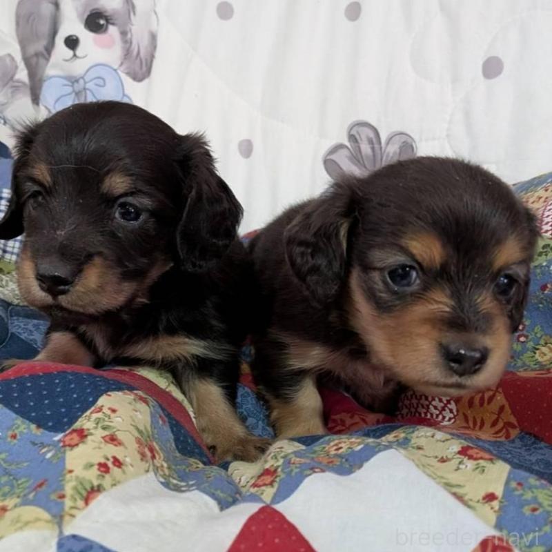 販売中の長野県のミニチュアダックスフンド(ロングヘアード)-429114の3枚目