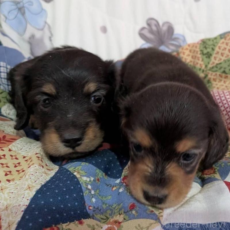 販売中の長野県のミニチュアダックスフンド(ロングヘアード)-429114の2枚目