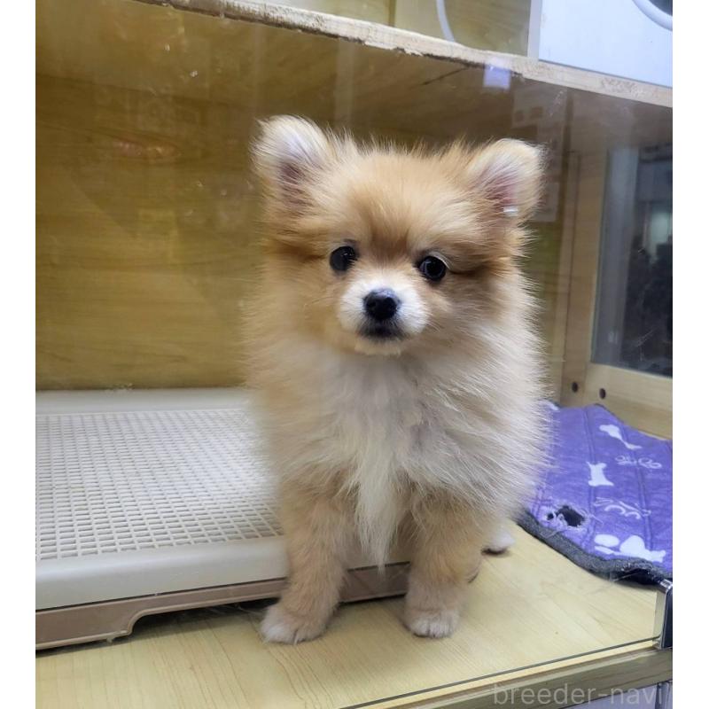 販売中の東京都のポメラニアン-421027の1枚目