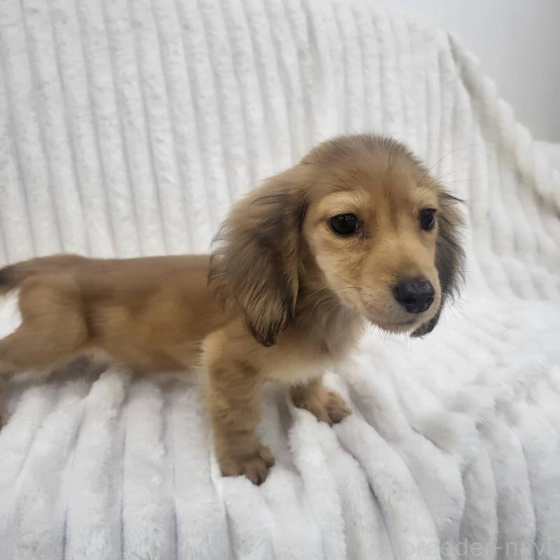 販売中の東京都のカニンヘンダックスフンド(ロングヘアード)-413665の2枚目