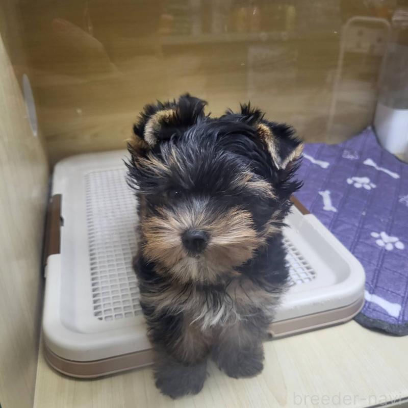 販売中の東京都のヨークシャーテリア-422521の1枚目