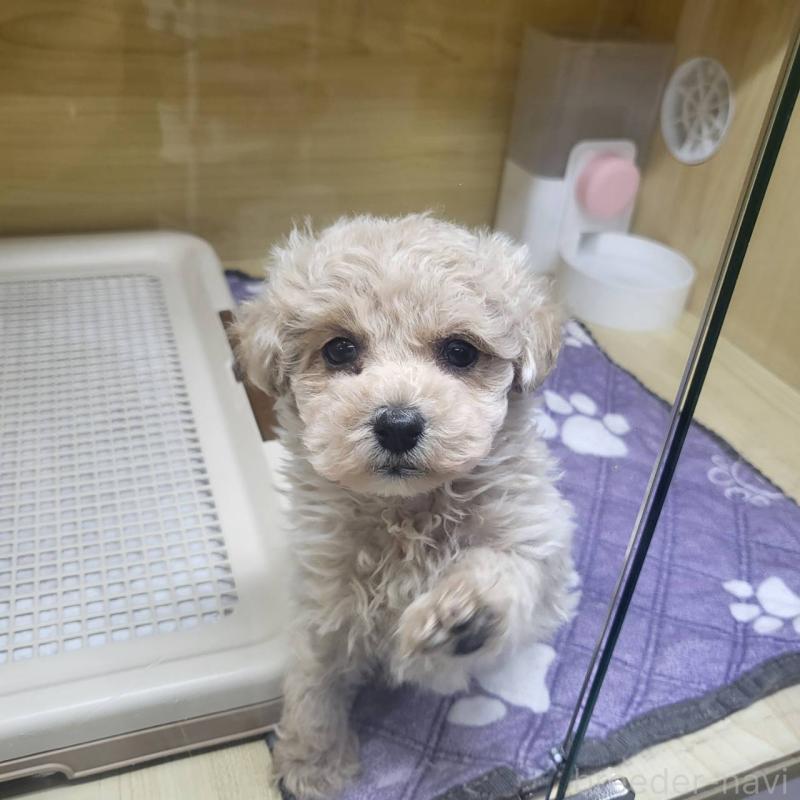 販売中の東京都のマルプー:マルチーズ×トイプードル-428388