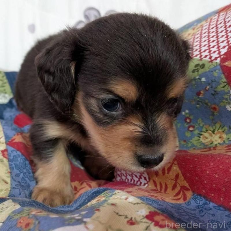 販売中の長野県のミニチュアダックスフンド(ロングヘアード)-429115の6枚目