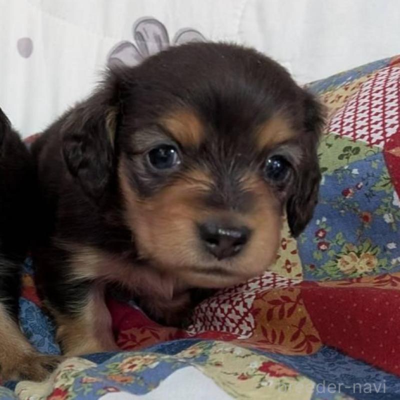 販売中の長野県のミニチュアダックスフンド(ロングヘアード)-429115の5枚目