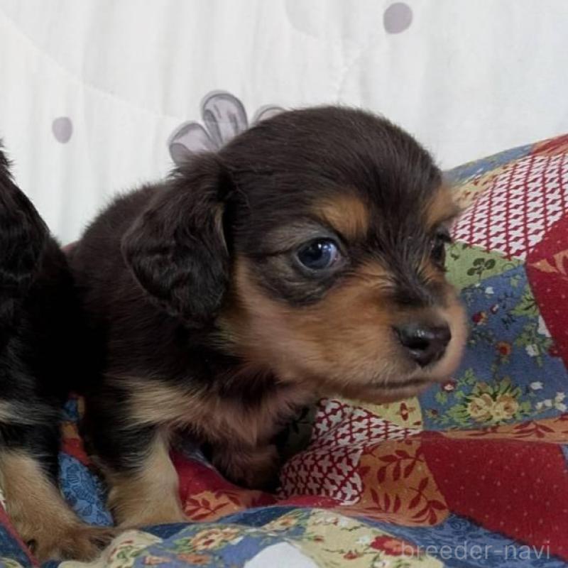 販売中の長野県のミニチュアダックスフンド(ロングヘアード)-429115の4枚目