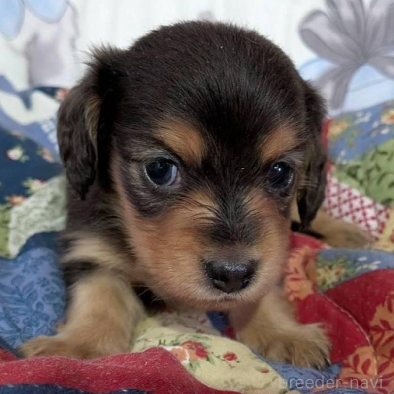 販売中の長野県のミニチュアダックスフンド(ロングヘアード)-429115の3枚目