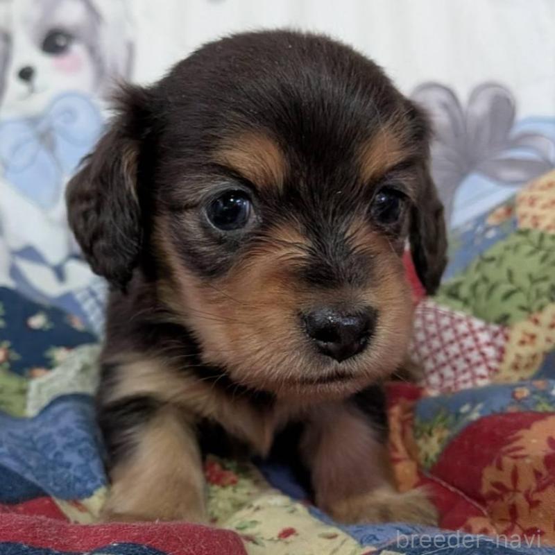 販売中の長野県のミニチュアダックスフンド(ロングヘアード)-429115の2枚目