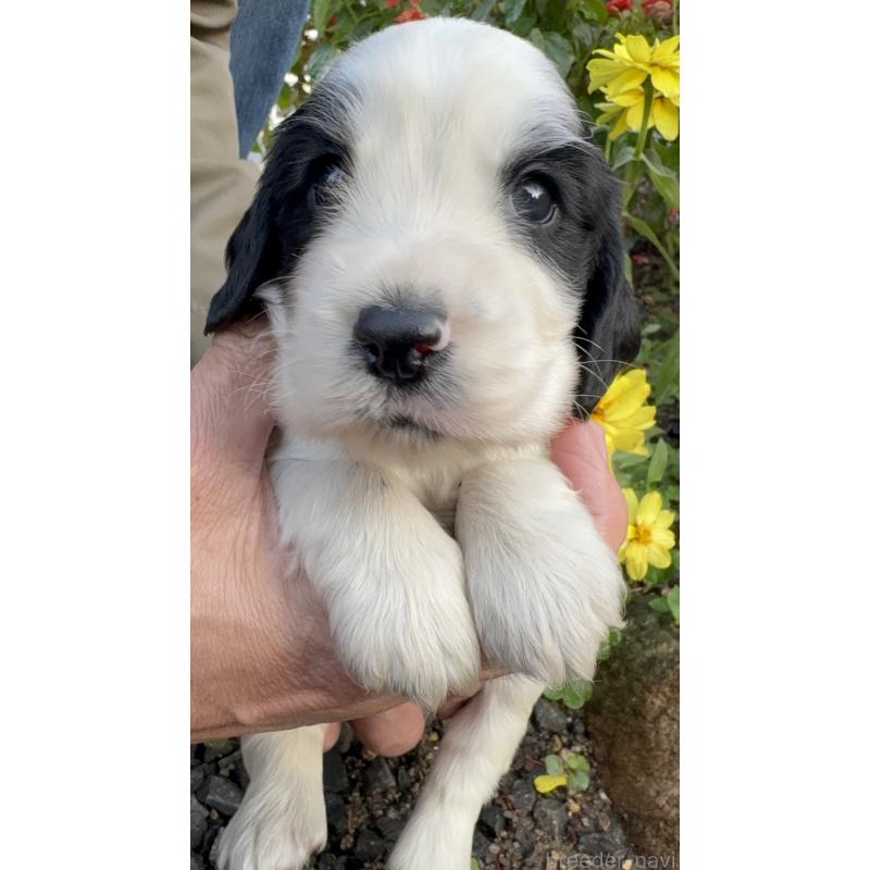 成約済の佐賀県のイングリッシュコッカースパニエル-427604の10枚目