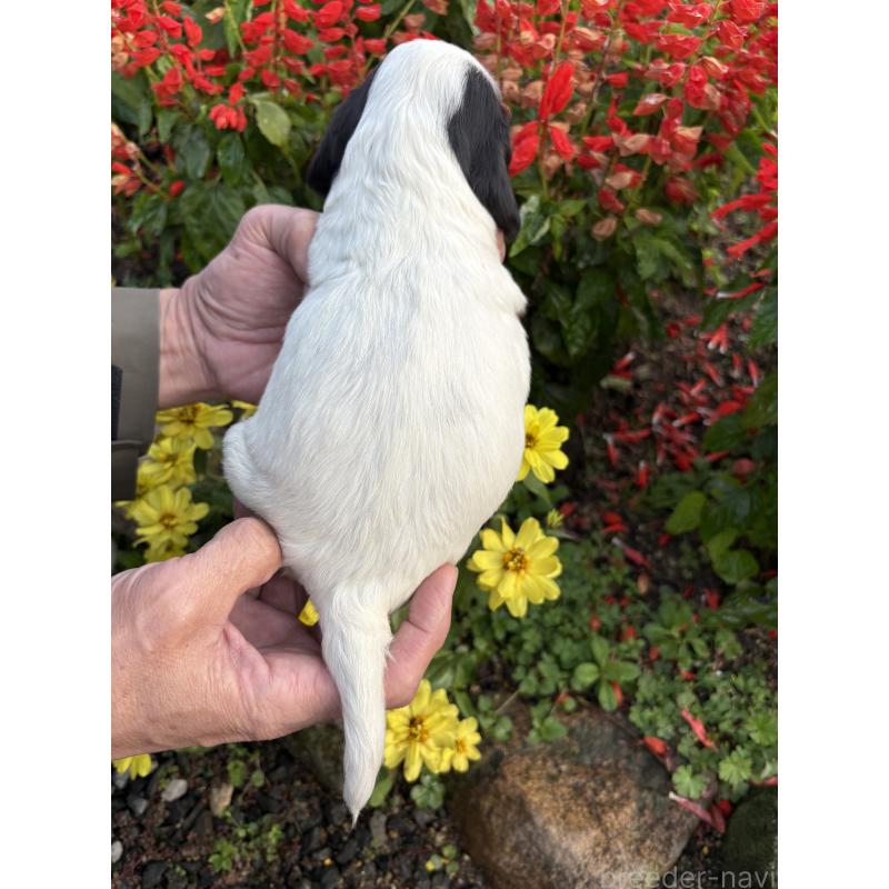 成約済の佐賀県のイングリッシュコッカースパニエル-427604の9枚目