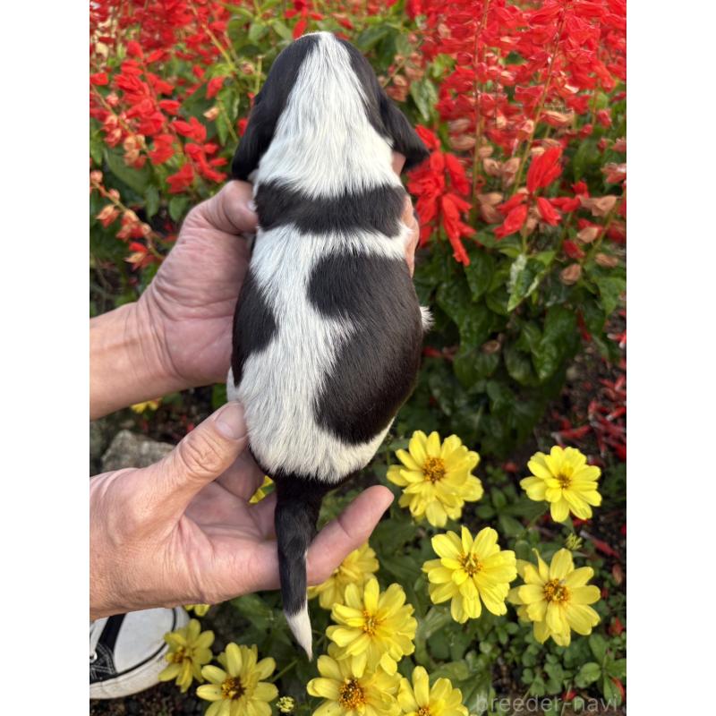 成約済の佐賀県のイングリッシュコッカースパニエル-427606の10枚目