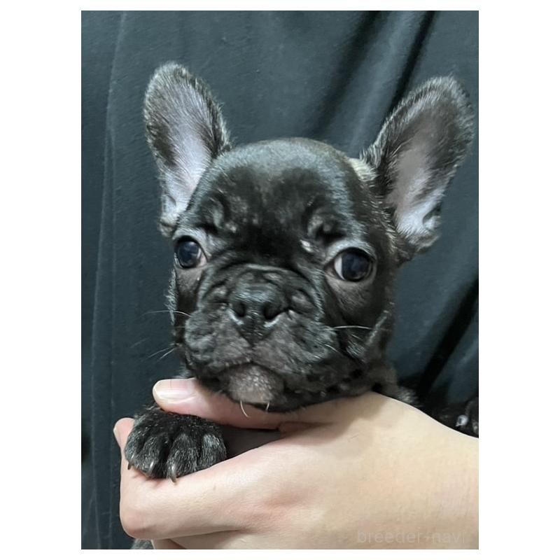 販売中の岩手県のフレンチブルドッグ-416011