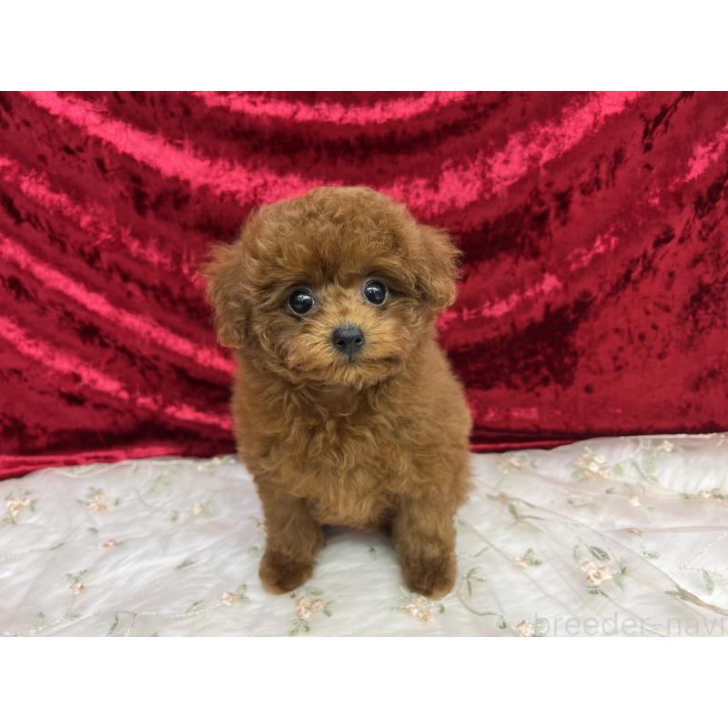 成約済の東京都のティーカッププードル-424625の4枚目