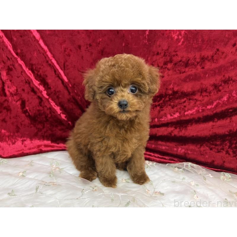 成約済の東京都のティーカッププードル-424625の2枚目