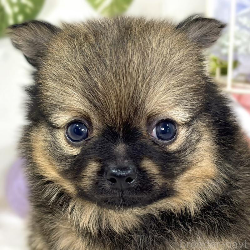 販売中の滋賀県のポメチワ:ポメラニアン×チワワ-429116