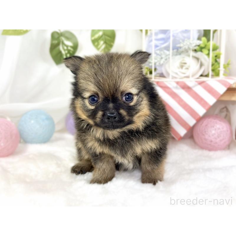 販売中の滋賀県のポメチワ:ポメラニアン×チワワ-429116の4枚目