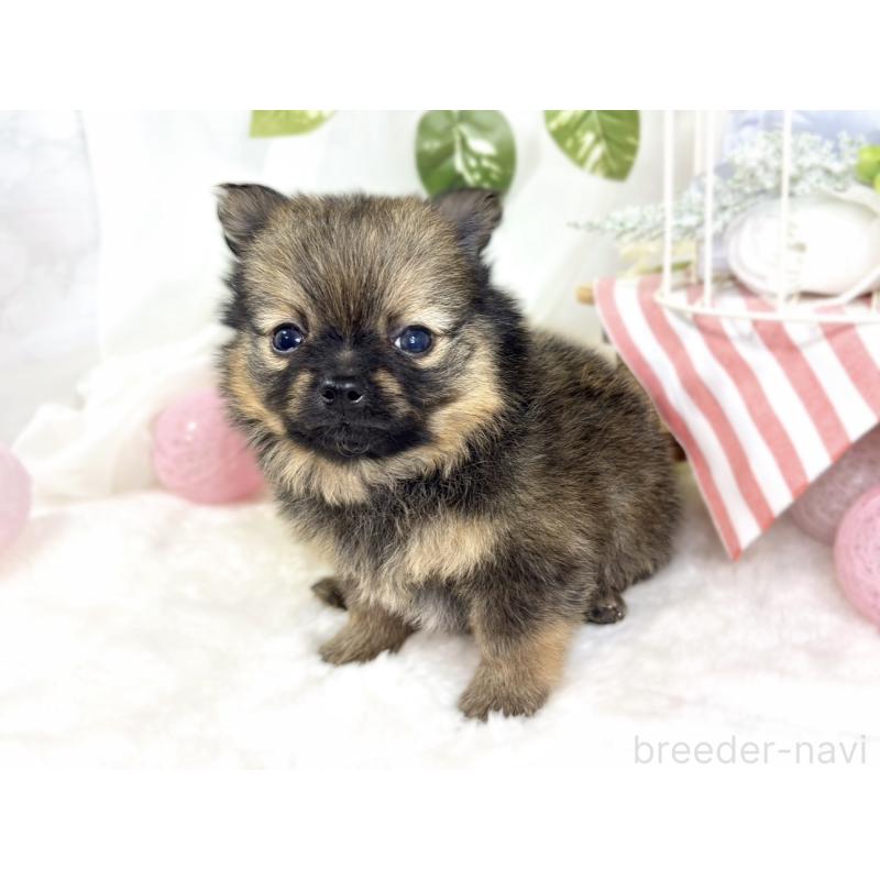 販売中の滋賀県のポメチワ:ポメラニアン×チワワ-429116の3枚目