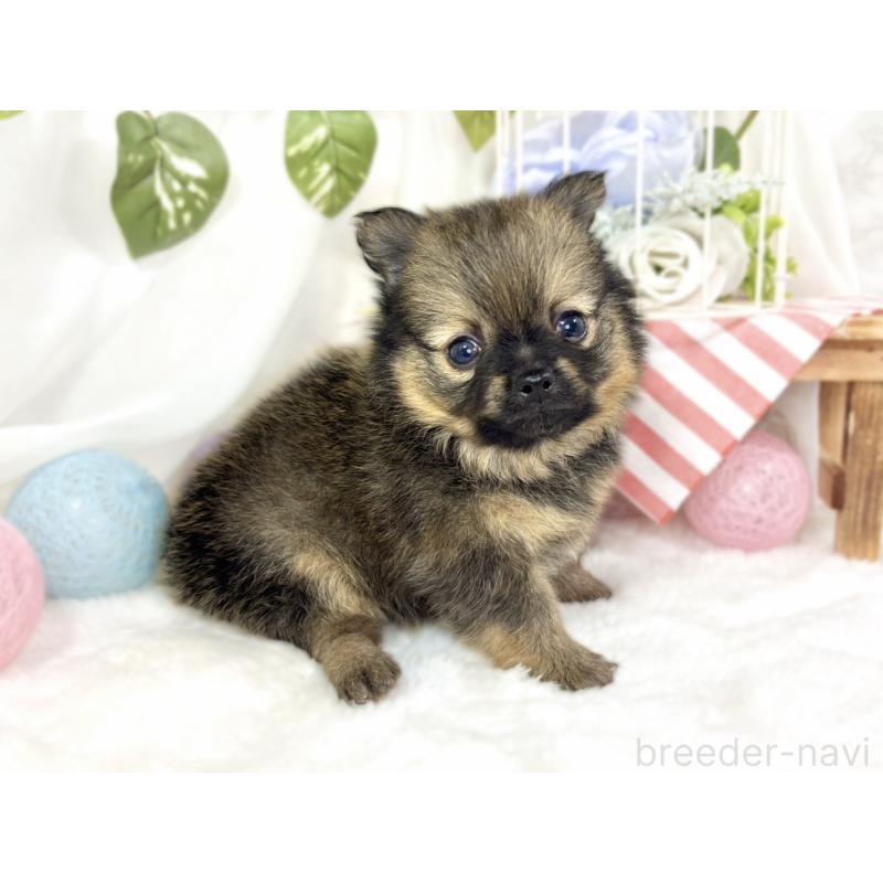 販売中の滋賀県のポメチワ:ポメラニアン×チワワ-429116の2枚目