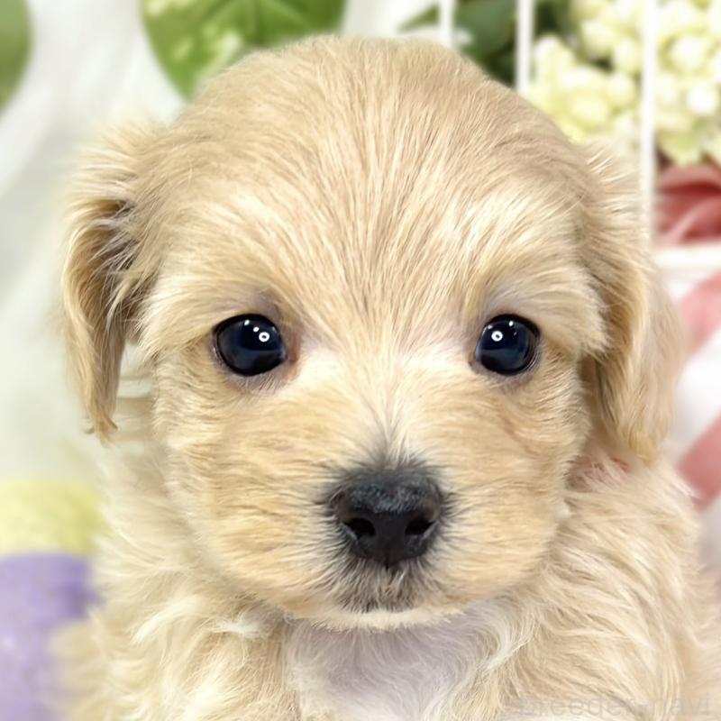 販売中の滋賀県のマルプー:マルチーズ×トイプードル-429117