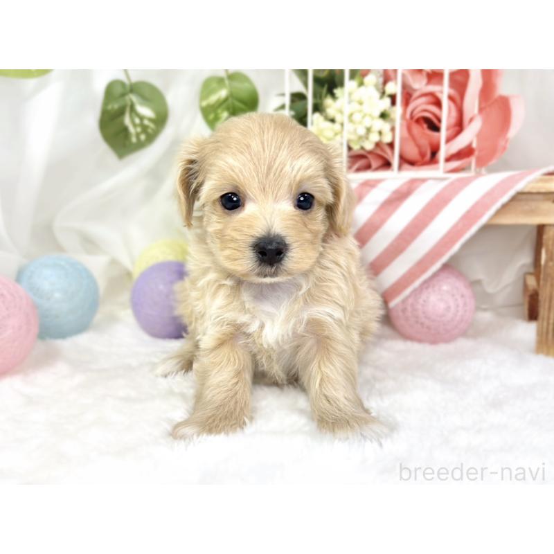 販売中の滋賀県のマルプー:マルチーズ×トイプードル-429117の4枚目