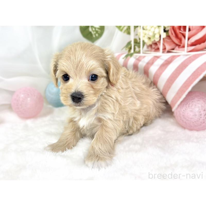 販売中の滋賀県のマルプー:マルチーズ×トイプードル-429117の3枚目