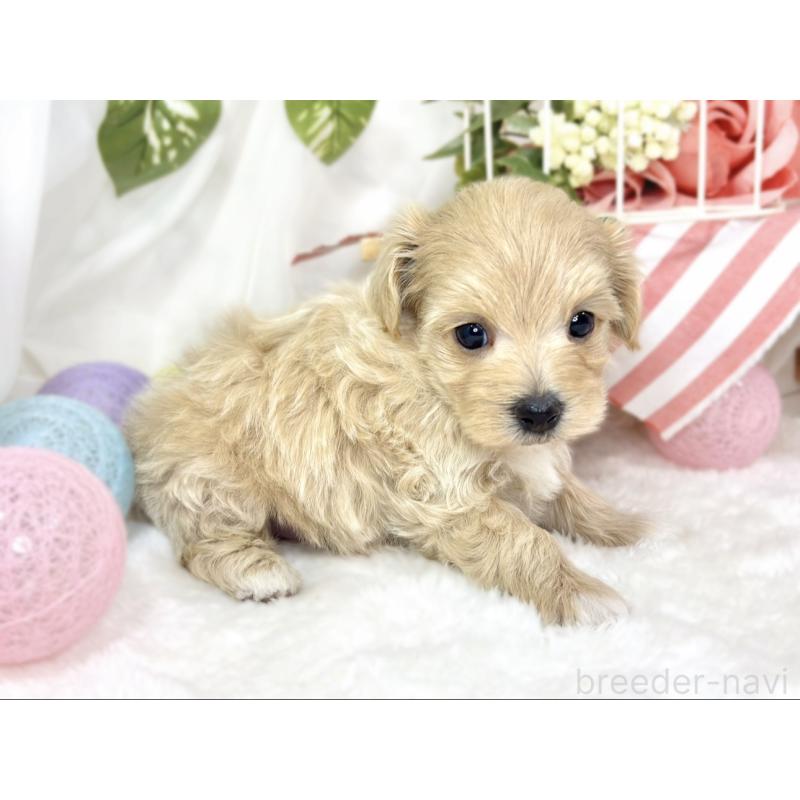 販売中の滋賀県のマルプー:マルチーズ×トイプードル-429117の2枚目