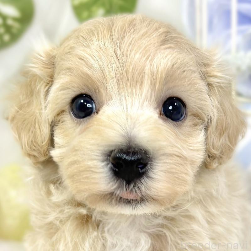 販売中の滋賀県のマルプー:マルチーズ×トイプードル-429118の1枚目