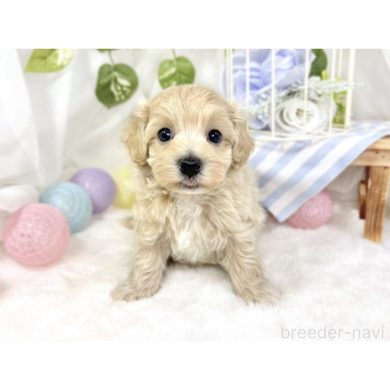 販売中の滋賀県のマルプー:マルチーズ×トイプードル-429118の4枚目