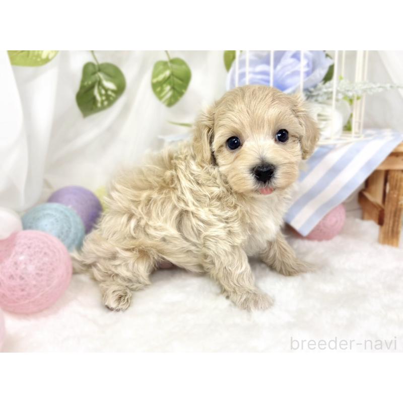 販売中の滋賀県のマルプー:マルチーズ×トイプードル-429118の3枚目