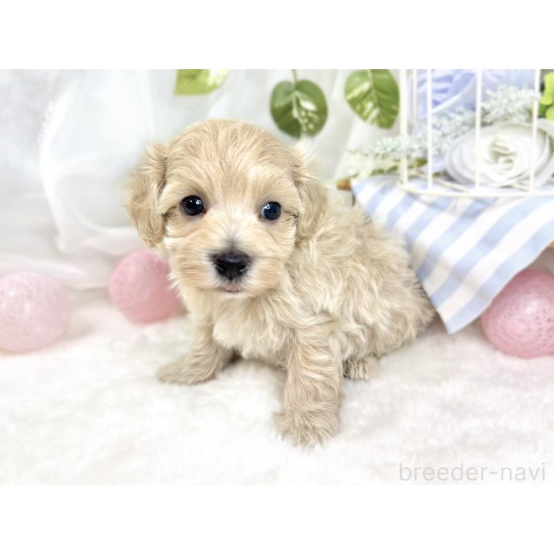 販売中の滋賀県のマルプー:マルチーズ×トイプードル-429118の2枚目